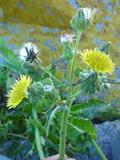 prickly sow-thistle